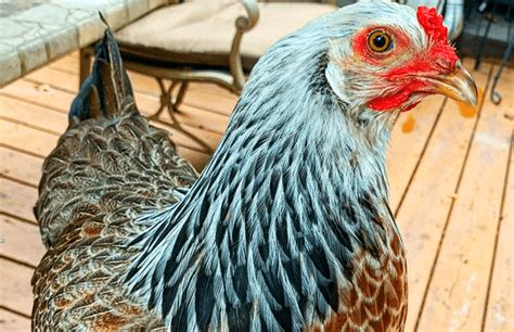 Bluebell chicken rooster. Things To Know About Bluebell chicken rooster. 